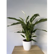 Спатифілум